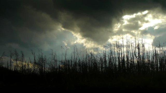 Time-lapse of natural disaster and demolished trees right after the storm, with moving dark clouds.
