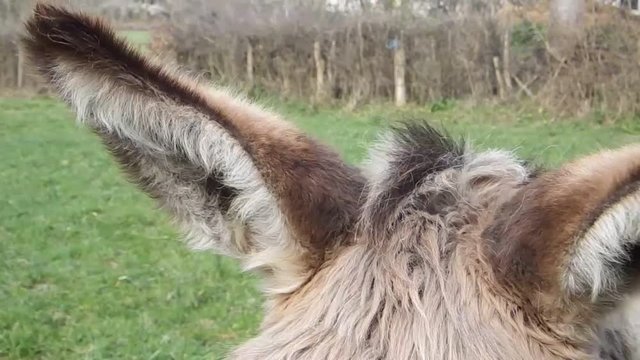 Fluffy Donkey's Ears