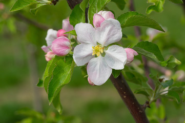 Closeup blossoming apple tree brunch with flowers