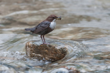 A white-throated dipper with caught food in its beak standing on a stone in the middle of a creek