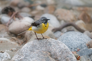 Grey wagtail (Motacilla cinerea) on a rock