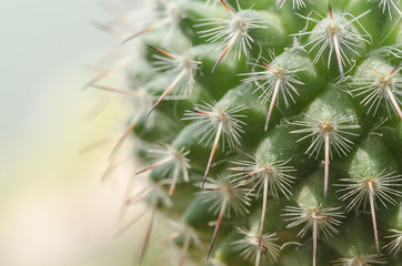 Close up green cactus on pot with  office buliding background