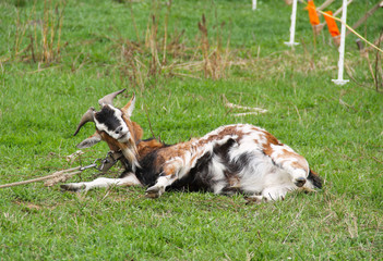 fat tricolor goat lying on the green meadow