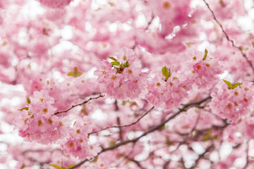 Blurry background cherry tree