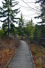 Cranberry Glades Hiking Trail Boardwalk