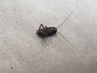 dead cockroach