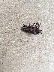 dead cockroach
