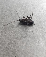 dead cockroach