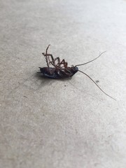 dead cockroach