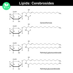 Cerebroside molecules