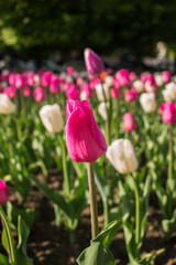 Tulips in the flower bed, nature background.