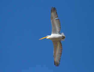 Obraz premium Dalmatian Pelican (Pelecanus crispus) in flight above Manych lake, Kalmykia, Russia