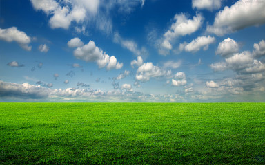 Field of green grass 1