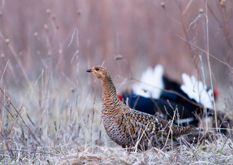Black Grouse female on the meadow