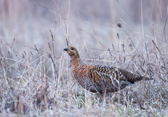 Black Grouse female on the meadow