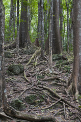 Mahagoni Wald, Meliaceae /Mahagoni Wald auf der Insel Bohol, Philippinen.