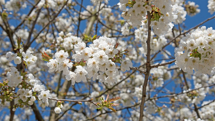 Kirschblüten, Süßkirsche, Prunus avium