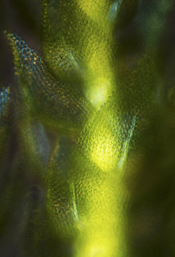 Micrograph of branch and leaves of the fern moss, Thuidium delicatulum, 40x.