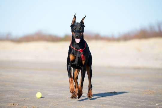 Black Doberman Images Browse 32 634 Stock Photos Vectors and