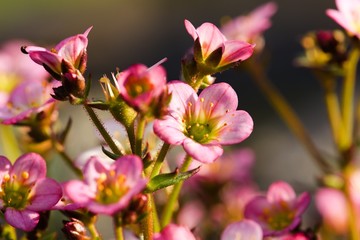 Pink saxifrage flower with detail of bloom