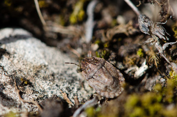 Sand-runner shieldbug (Sciocoris cursitans). A small true bug in the family Pentatomidae, scarce and locally distributed in the UK