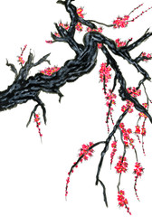 A branch of a blossoming tree. Pink flowers of sakura . Watercolor and ink illustration in style sumi-e, u-sin. Oriental traditional painting.  Isolated on white background.