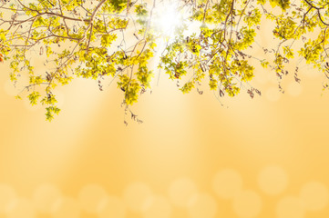 Branch and leaf of tree with blurred light bokeh