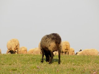 Black sheep grazing on meadow