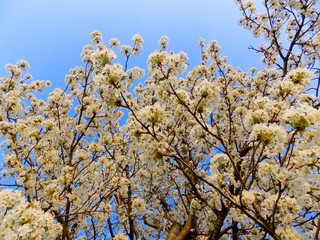 Cherry blossom tree
