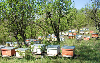 beautiful apiary on the spring sunshine