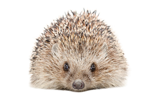Portrait of a hedgehog isolated on a white background
