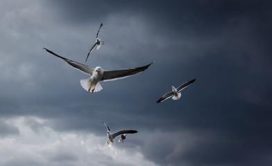 Flying seagulls during a thunderstorm