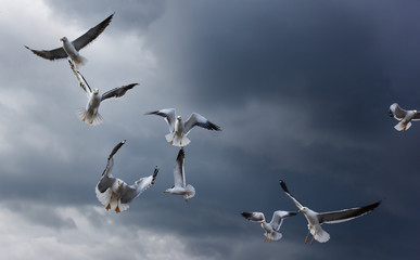 Flying seagulls during a thunderstorm