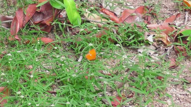 Big orange butterfly