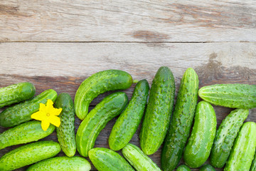 Ripe cucumbers