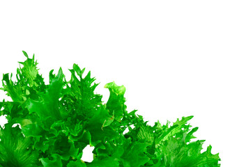 Healthy and diet food: green salad Isolated on White Background