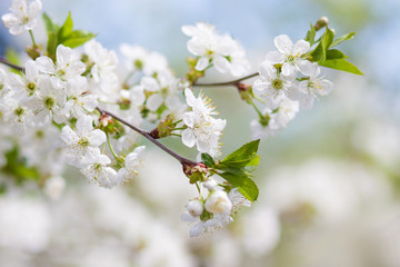 Fototapeta premium Spring flowering. Blurring background,