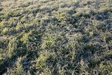 Fototapeta premium Frost on the grass