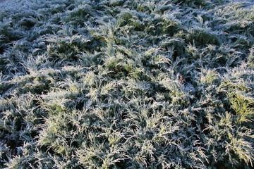 Frost on the juniper