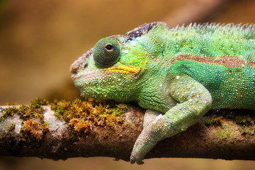 Panther chameleon (Furcifer pardalis)