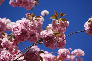 Cercles muraux Fleur de cerisier Kirschblüte Bonn