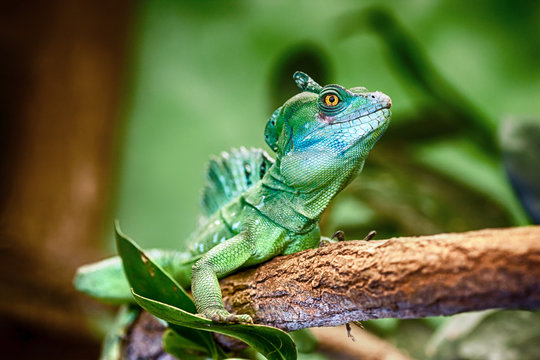 Plumed Basilisk (Basiliscus Plumifrons)