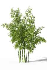Photo sur Aluminium Bambou Un groupe de bambous verts frais isolés sur fond blanc. illustration 3D.