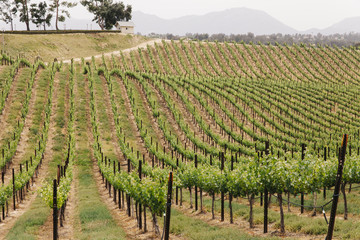 Fototapeta na wymiar Row of grapevines in a vineyard in California
