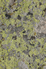 stone covered with lichen
