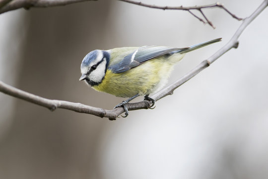 Cinciarella su posatoio