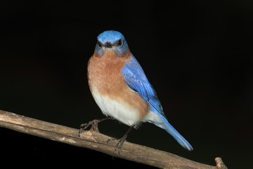 Male Eastern Bluebird on Black