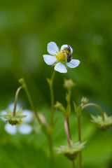 Bee pollinating a flower of strawberry