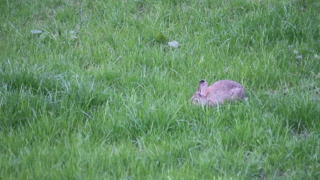 aufmerksamer Hase auf dem Rasen beim Fressen und putzen