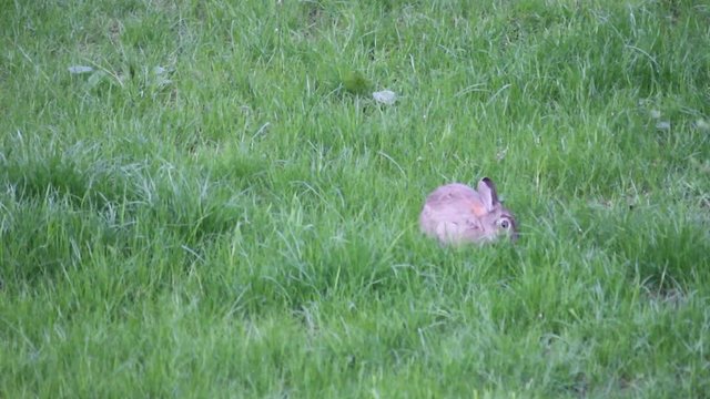 aufmerksamer Hase auf dem Rasen beim Fressen und putzen